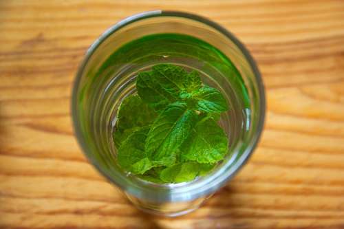 devido Chá de menta