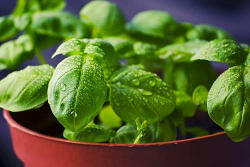 aromatico manjericão