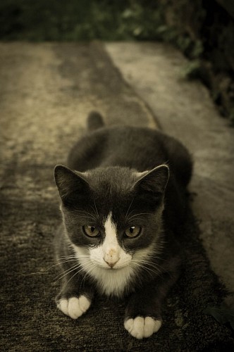 Felino cinzento e branco