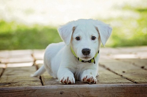 filhotes Filhote de cachorro branco macio