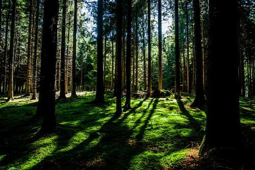 musgo Forest