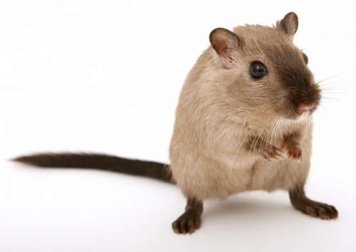 rato 
