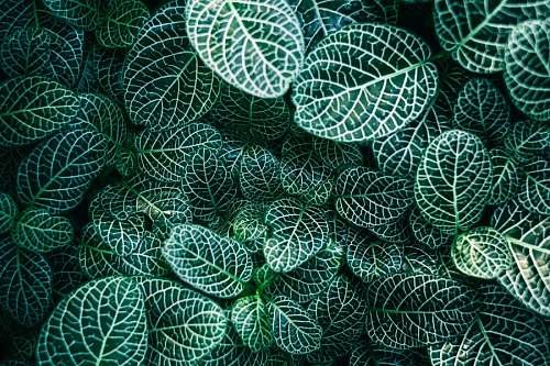 Folhas de fundo