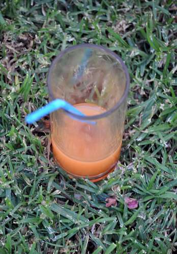 campari Campari com laranja
