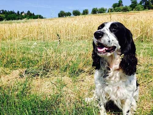 paganismo cocker spaniel
