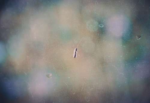 mosquito Mosquito