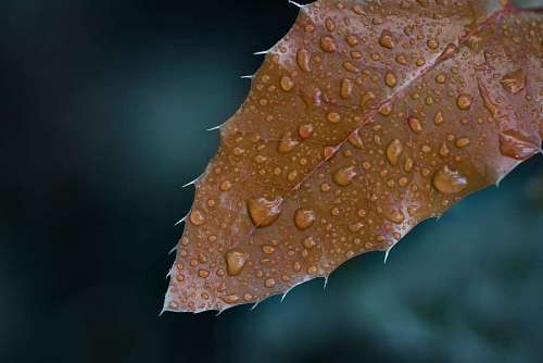 Macro de folhas outonais