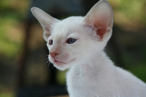 Gato albino
