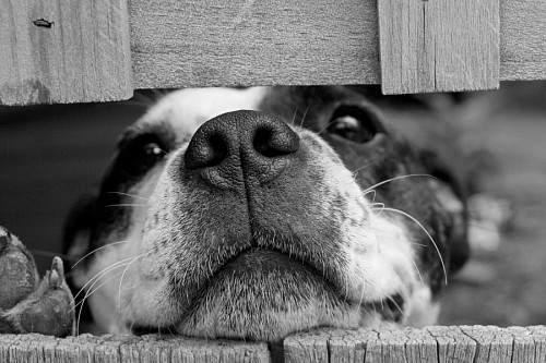 agradavel Filhote de cachorro macio que fura seu focinho entre as cercas de madeira