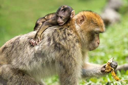 dois animais Macaco