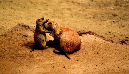 dois animais Cães da pradaria