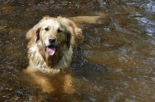 refrigerante Golden Retriever no rio
