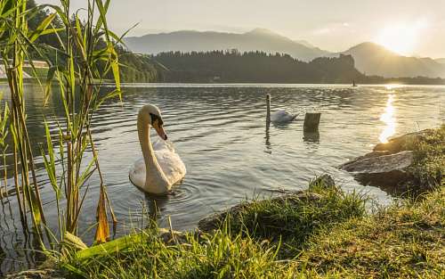 paisagem do lago Cisne