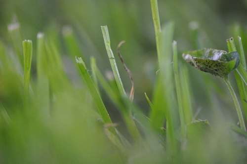 Textura de grama