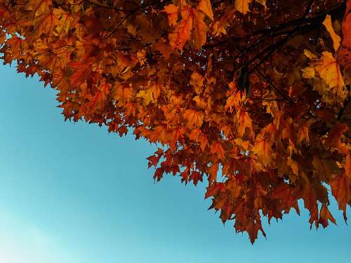 Folhas de Outono com o céu azul