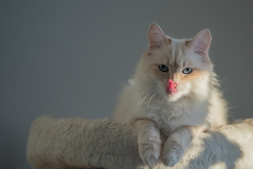linda animais Linda lambendo o gato