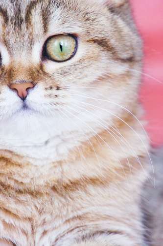 chat Cat
