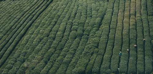 sulco Pessoas cultivando o campo