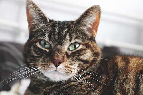 gatinho gato de bebe Olhos de gato verde