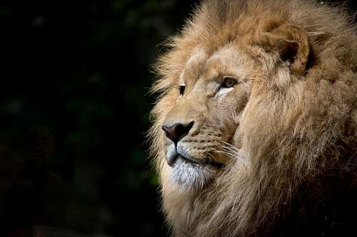 leoa Leon