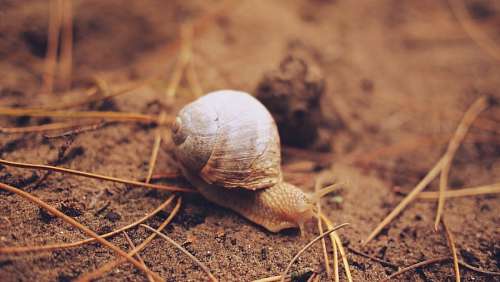 invertebrado Caracol