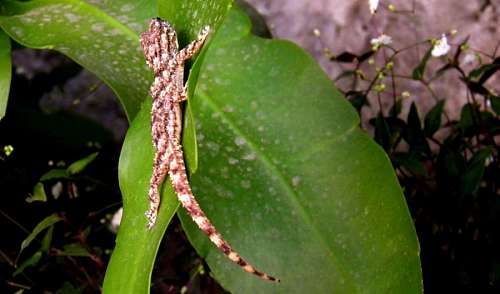 lagarto Largartija