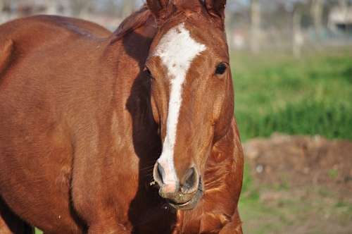 animais cavalo Horse