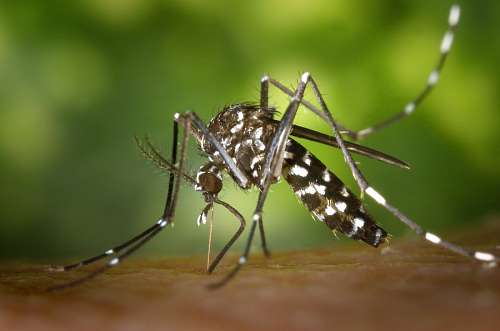 mordida Mosquito