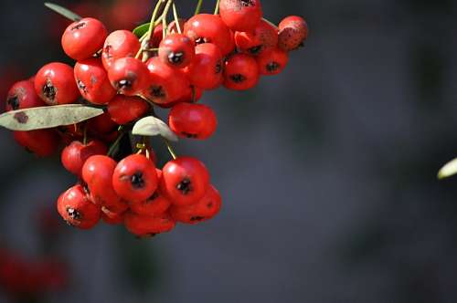 Árvore de fruta