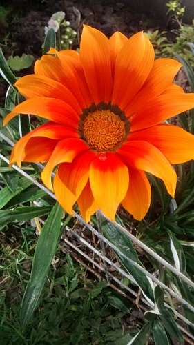 Flores no jardim
