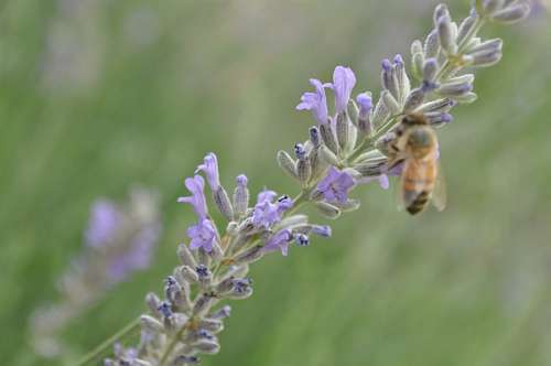 Abelha em lavanda
