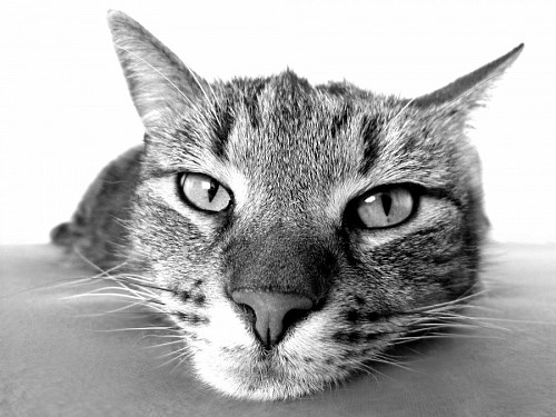 gatinho gato de bebe Olhar felino relaxado em preto e branco