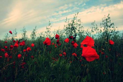 caes Campo com flores