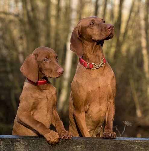 Filhotes de weimaraner marrom