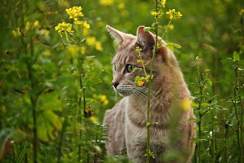 Gatinho curioso entre flores