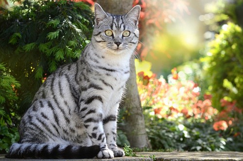 Gato malhado cinzento com olhar vibrante no jardim