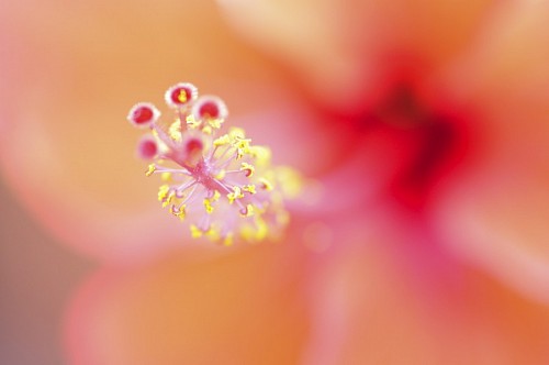 Close-up de pistilo de flor de macro