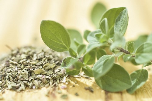 oregano Orégano fresco e seco