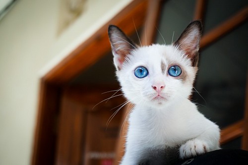 cor turquesa Jovem gatinho branco com olhar turquesa