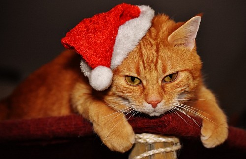 Gato com pêlo dourado e chapéu de Natal