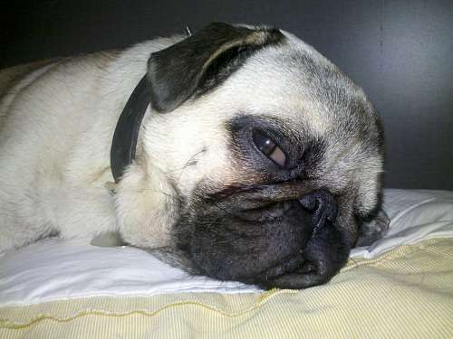 Pug Carlino
