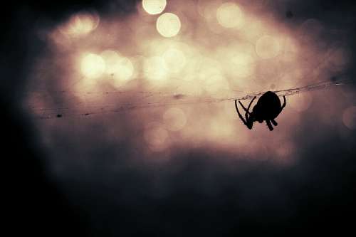 Aranha
