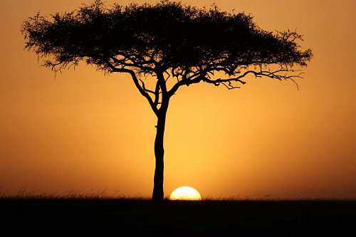solitario Taça plana de acácia ao pôr do sol na savana africana