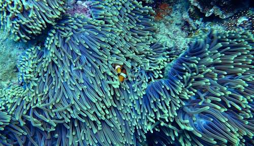 cor turquesa Coral