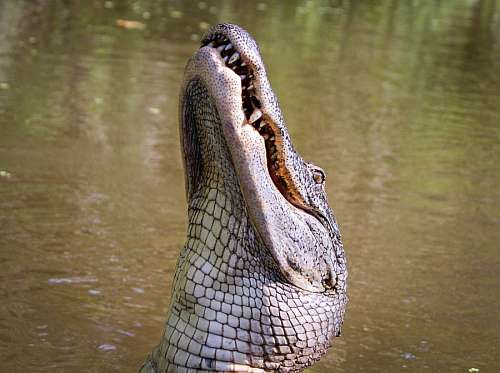 predador crocodilo