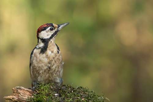 bird Bird
