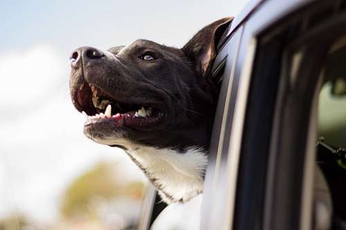auto estima Cachorro viajando no carro
