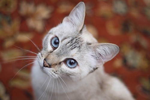 Gatinho lindo com efeito bokeh