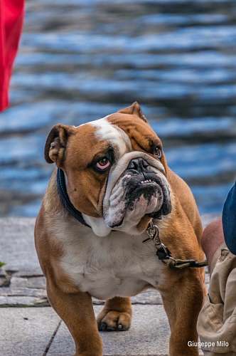 buldogue Buldogue