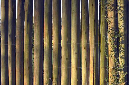 Textura de bambu